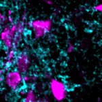 Astrocytes orchestrate oxytocin’s social effects in mice