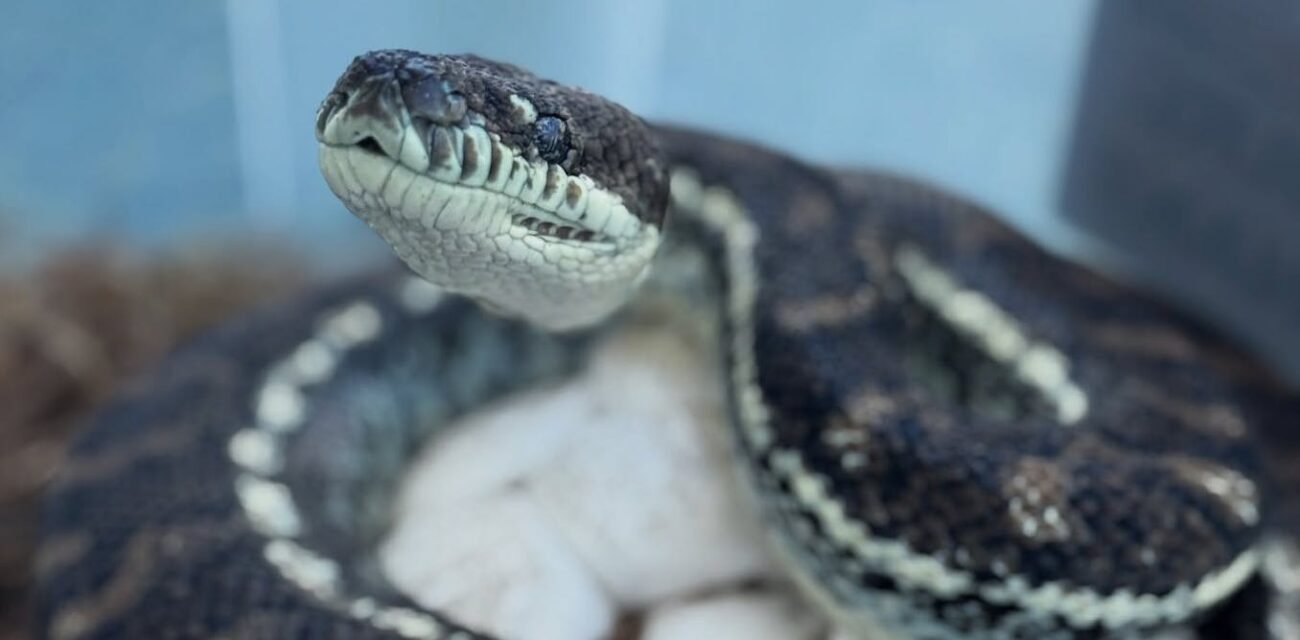 We discovered lethal new fungal diseases in wild Australian reptiles. It’s time to act fast