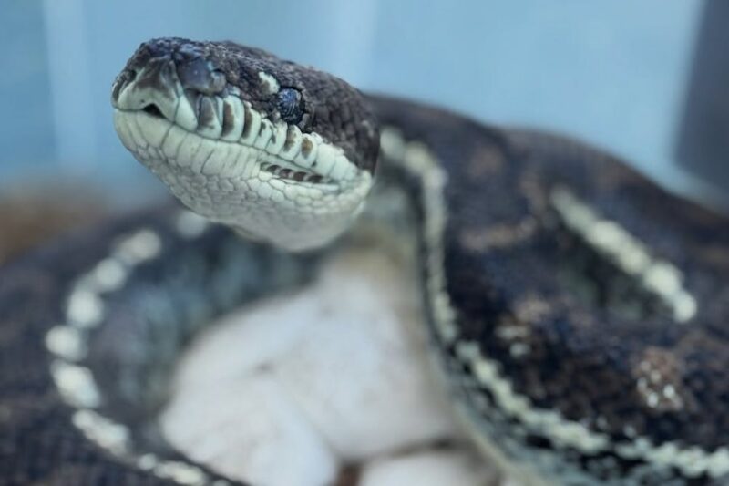 We discovered lethal new fungal diseases in wild Australian reptiles. It’s time to act fast